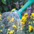 Kingfisher Garden Watering Can Rose(1)